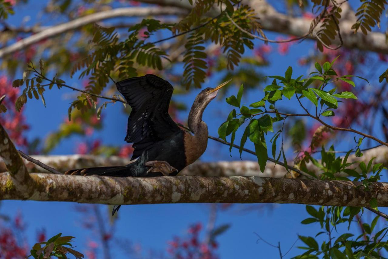 Natural Lodge Cano Negro エクステリア 写真