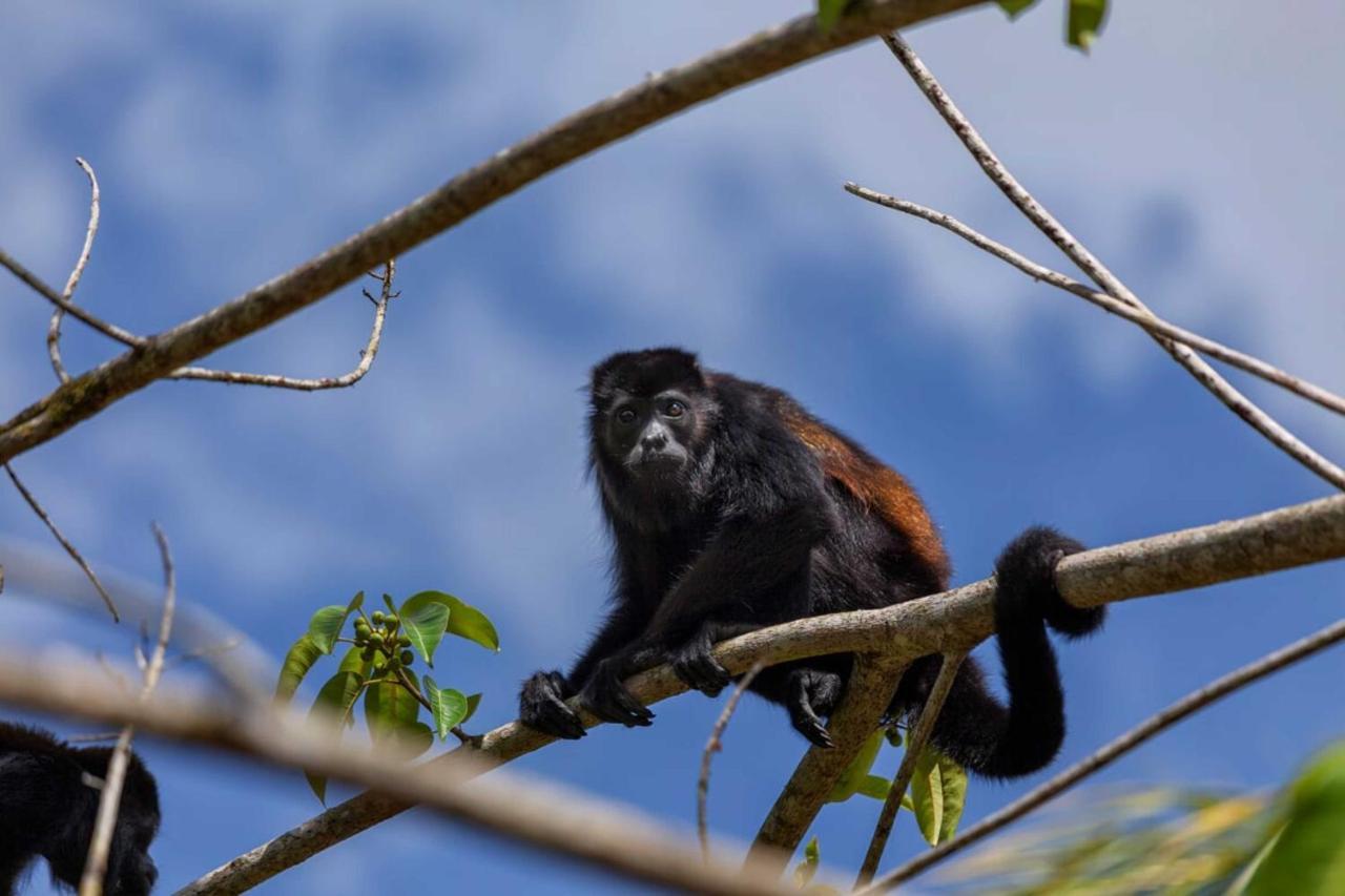 Natural Lodge Cano Negro エクステリア 写真